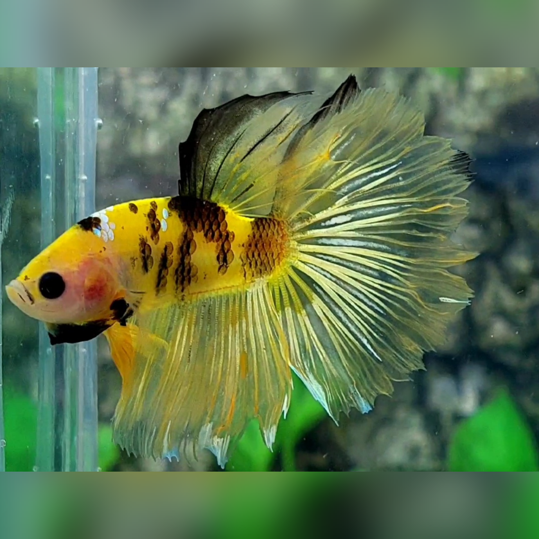 Yellow Tiger Halfmoon Male #YKG #cs