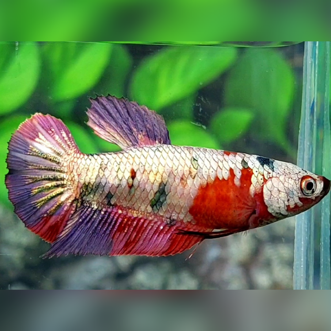 Red Koi Copper Purple HMPK Betta Fish Female For Sorority / Breed #RKC
