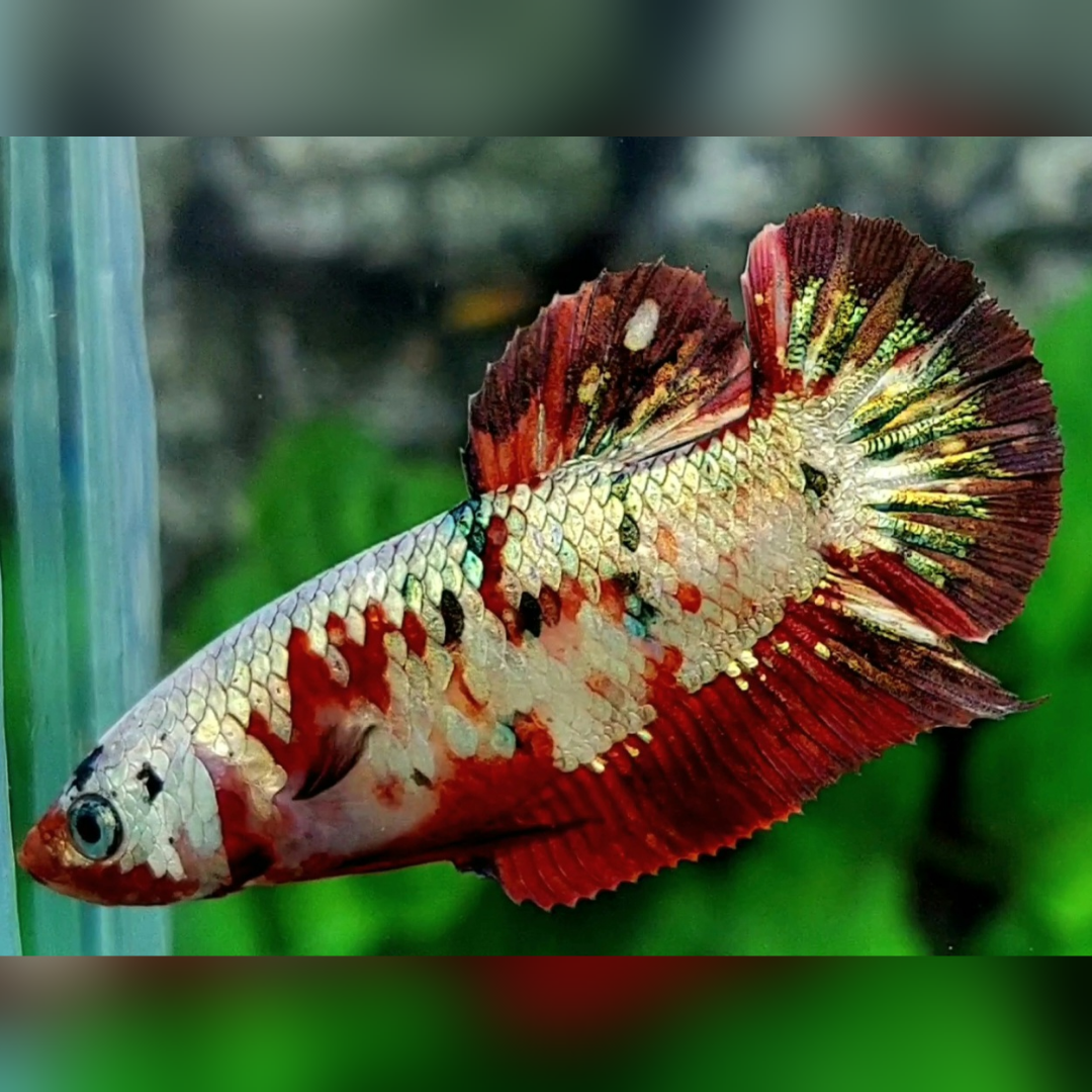 Red Koi Copper Gold HMPK Betta Fish Female For Sorority / Breed #RKC