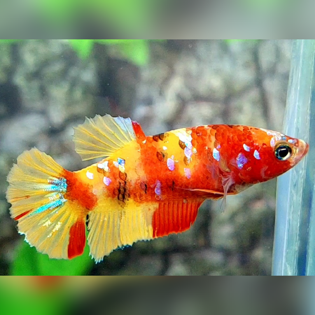 Multicolor Yellowbase Nemo Galaxy HMPK Female For Sorority / Breed