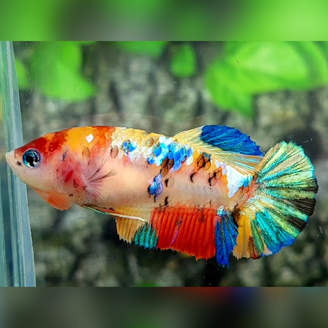 Multicolor Galaxy HMPK Betta Fish Female For Sorority / Breed