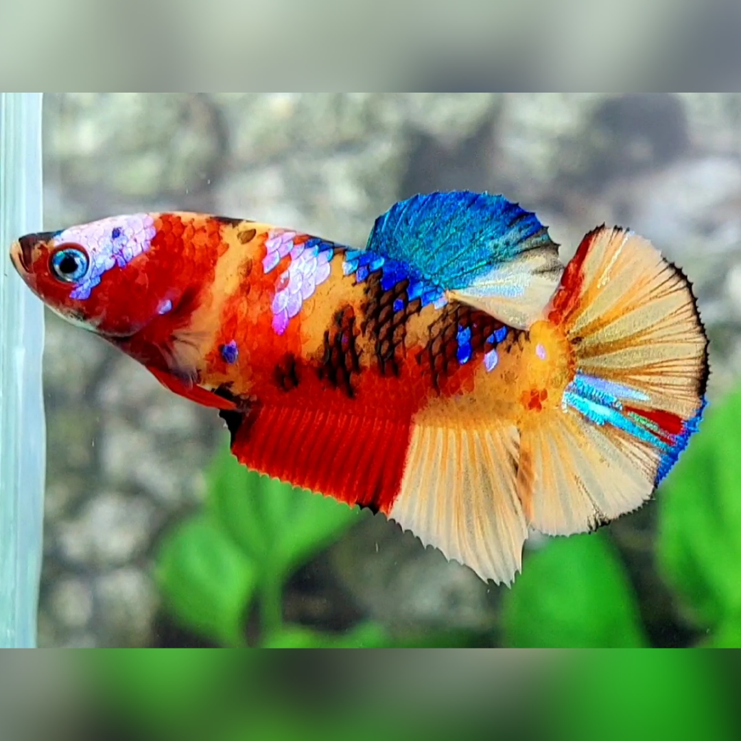 Multicolor Yellowbase Galaxy Betta Fish HMPK Female For Sorority / Breed
