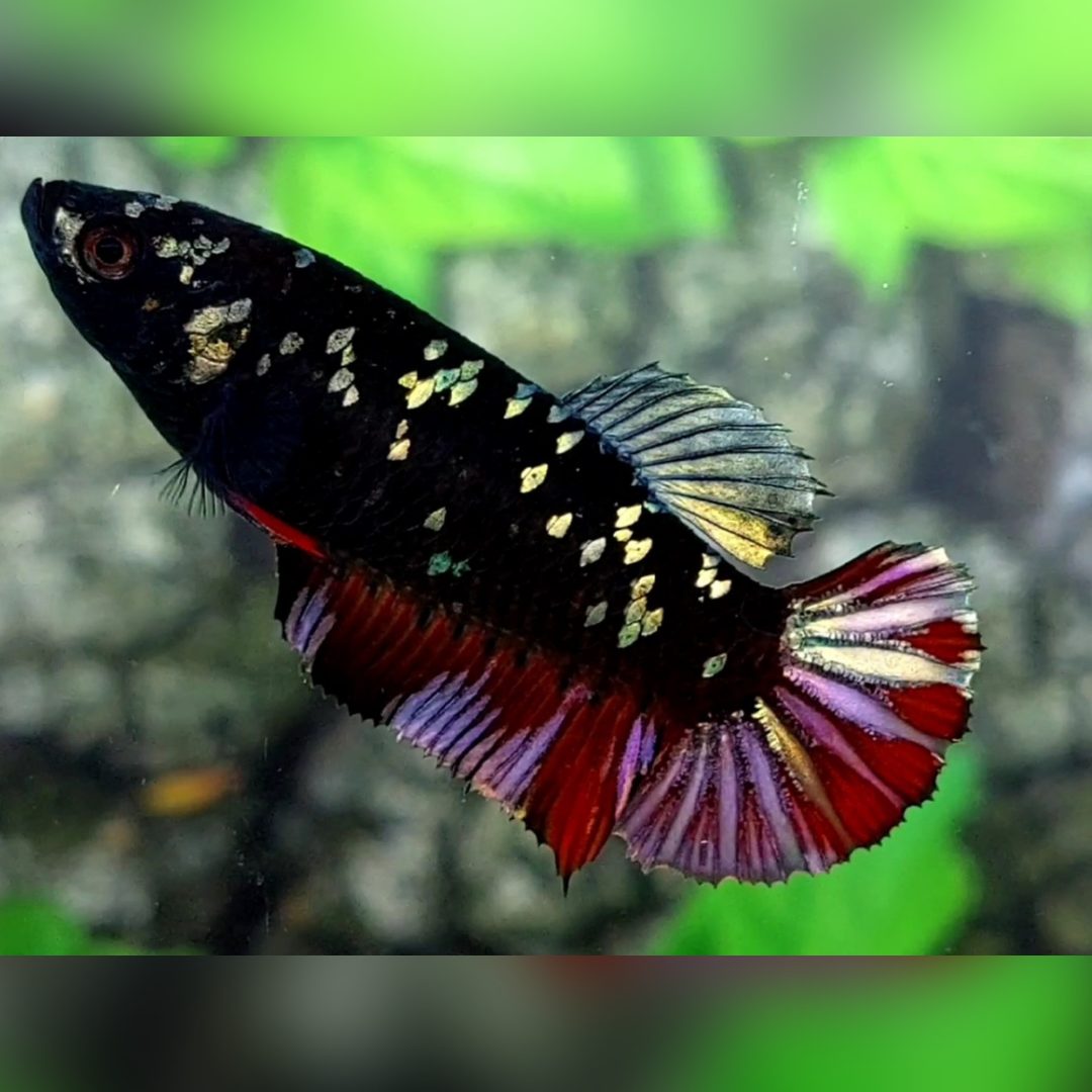 Avatar Copper Red Vampire HMPK Female For Sorority / Breed