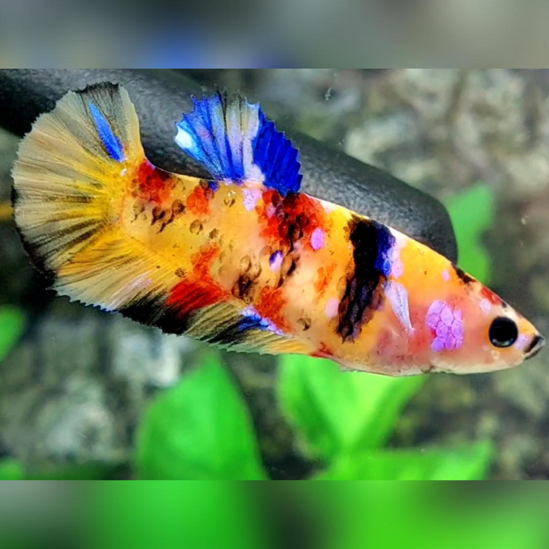 Multicolor Yellowbase Candy Galaxy HMPK Betta Fish Female For Sorority / Breed