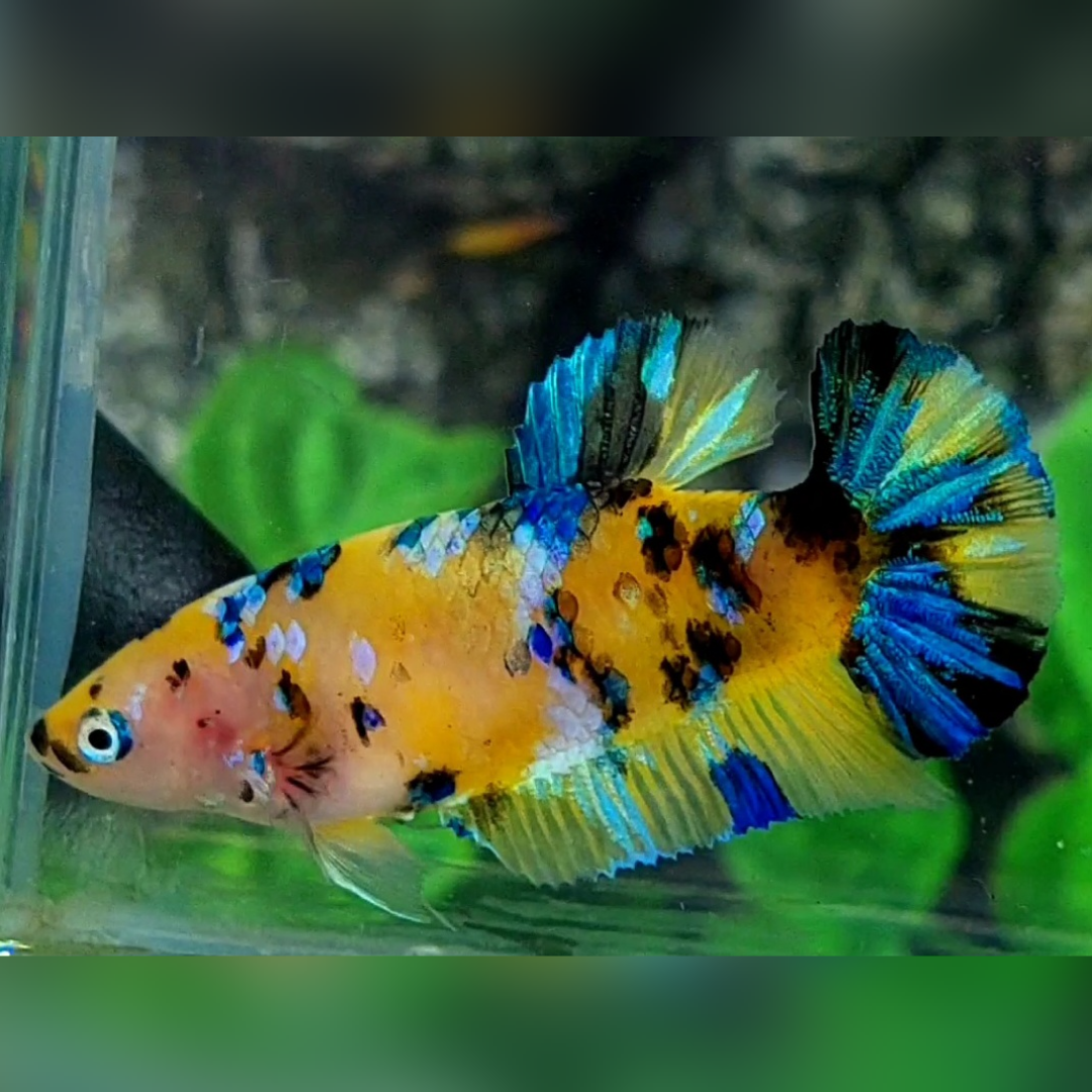 Blue Yellow Galaxy Tiger HMPK Betta Fish Female For Sorority / Breed #YKG