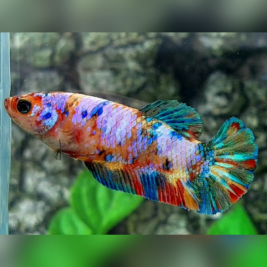 Multicolor Candy Galaxy HMPK Betta Fish Female For Sorority / Breed