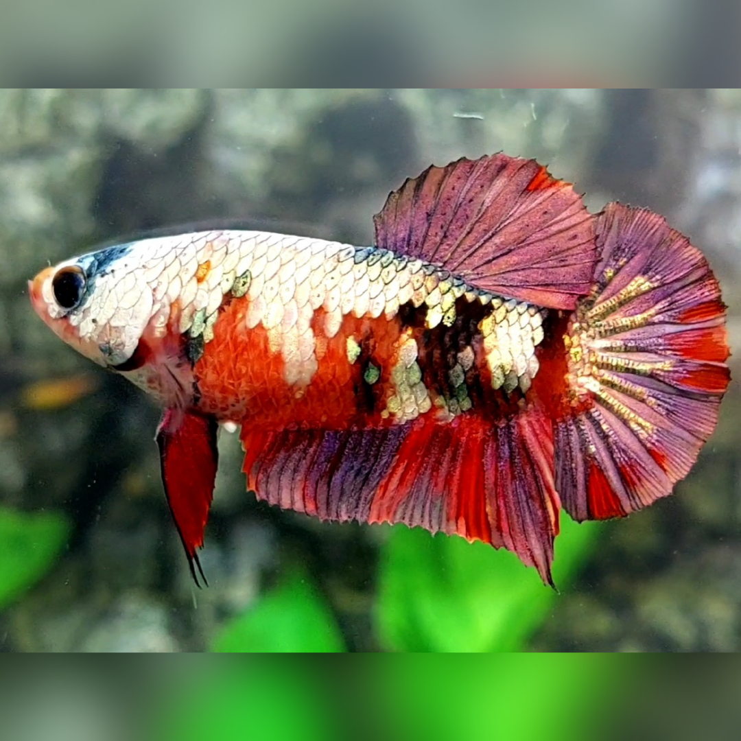 Red Koi Copper Purple HMPK Female For Sorority / Breed #RKC