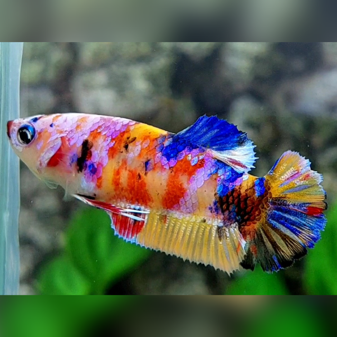 Multicolor Yellowbase Candy Galaxy HMPK Betta Fish Female For Sorority / Breed
