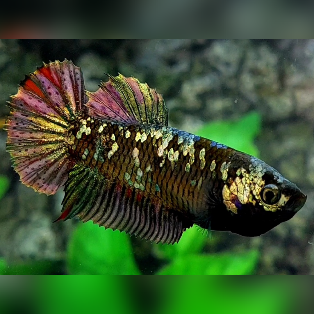 Avatar Copper Gold HMPK Female For Sorority / Breed