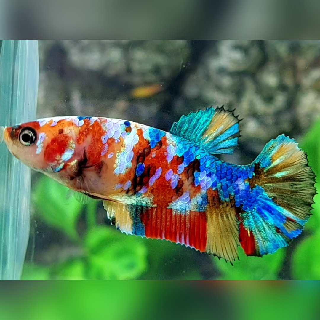 Multicolor Galaxy HMPK Betta Fish Female For Sorority / Breed