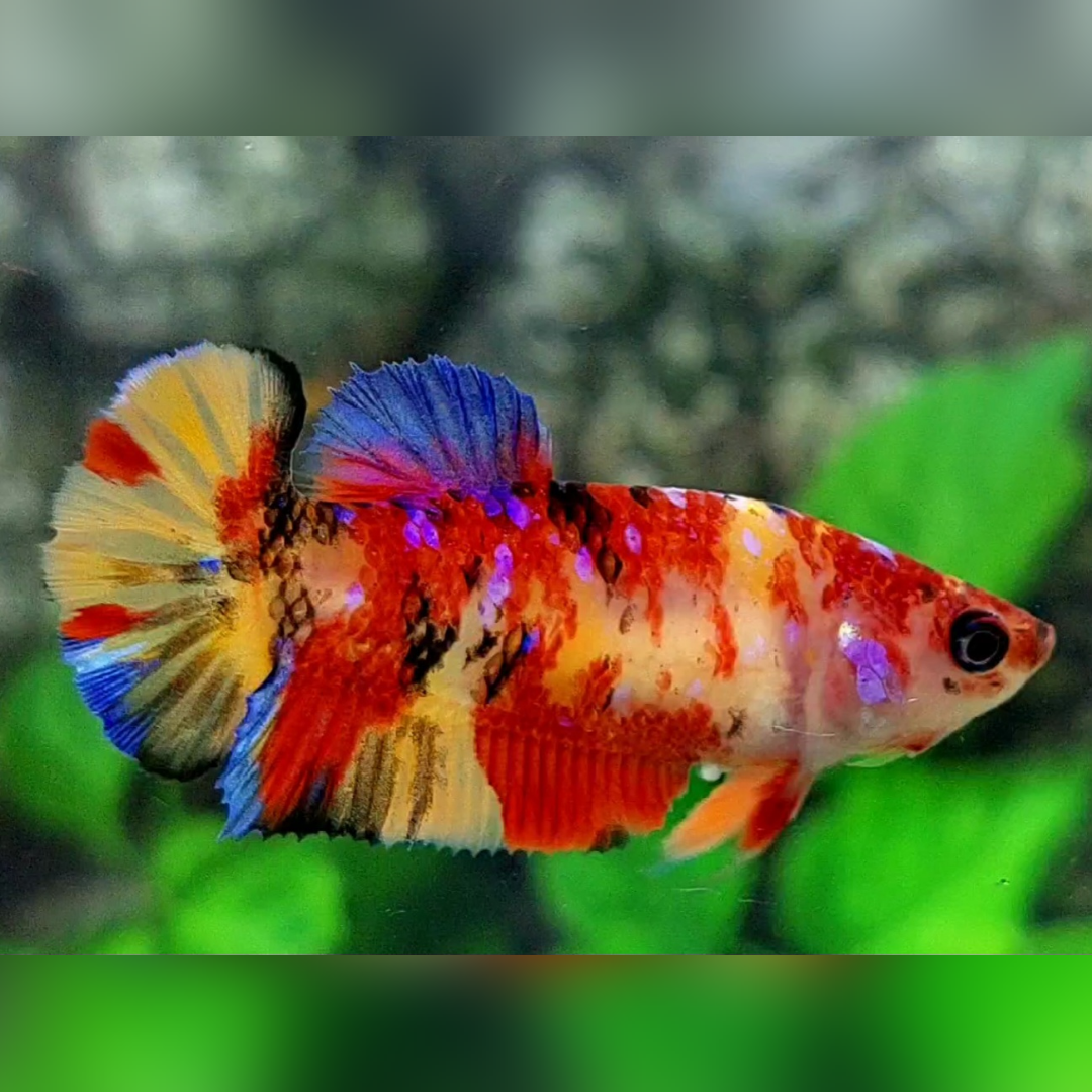Multicolor Yellowbase Candy Galaxy HMPK Female For Sorority / Breed