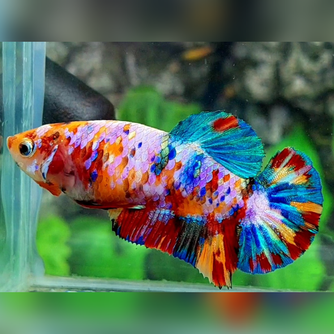 Multicolor Candy Galaxy HMPK Female For Sorority / Breed