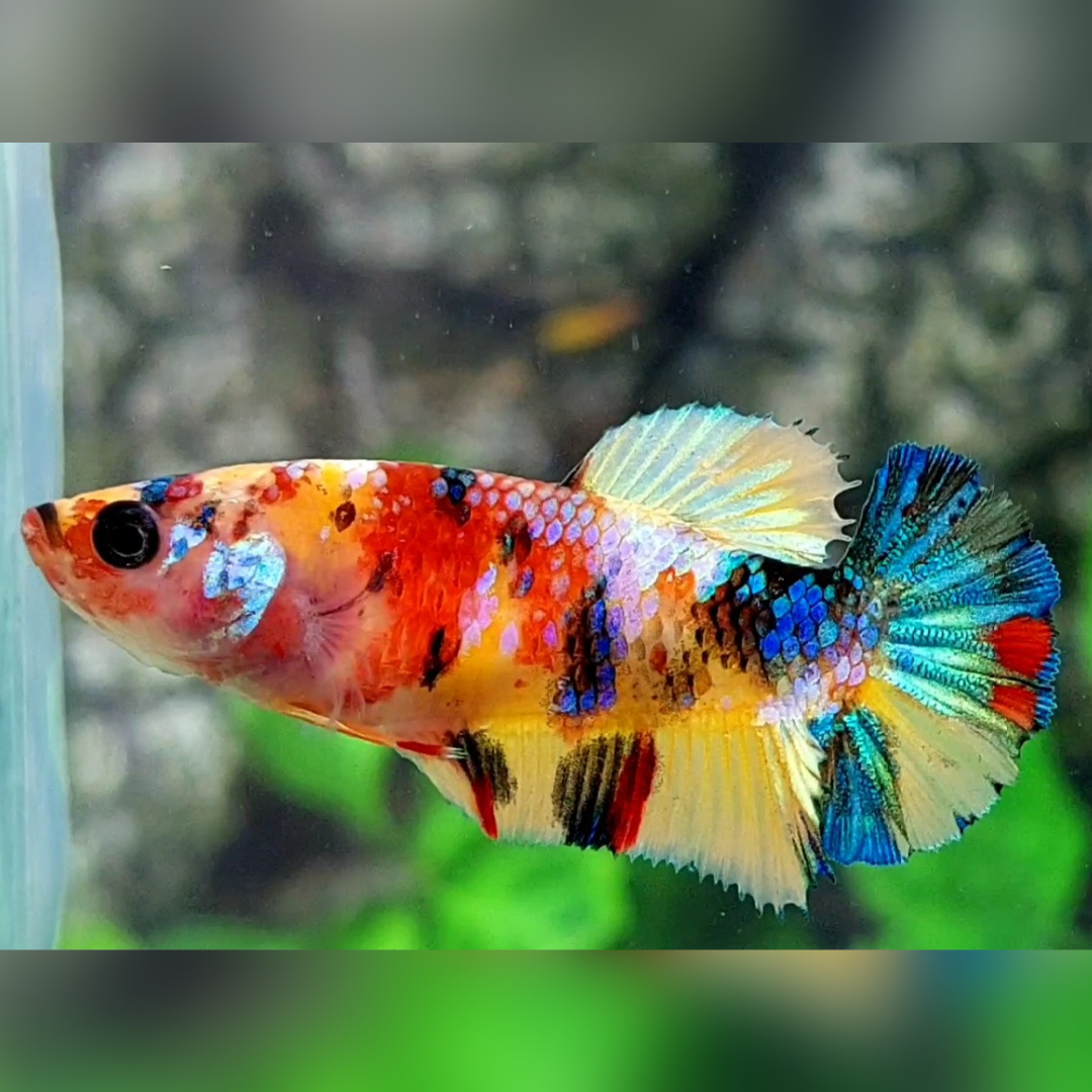 Multicolor Yellowbase Galaxy HMPK Betta Fish Female For Sorority / Breed