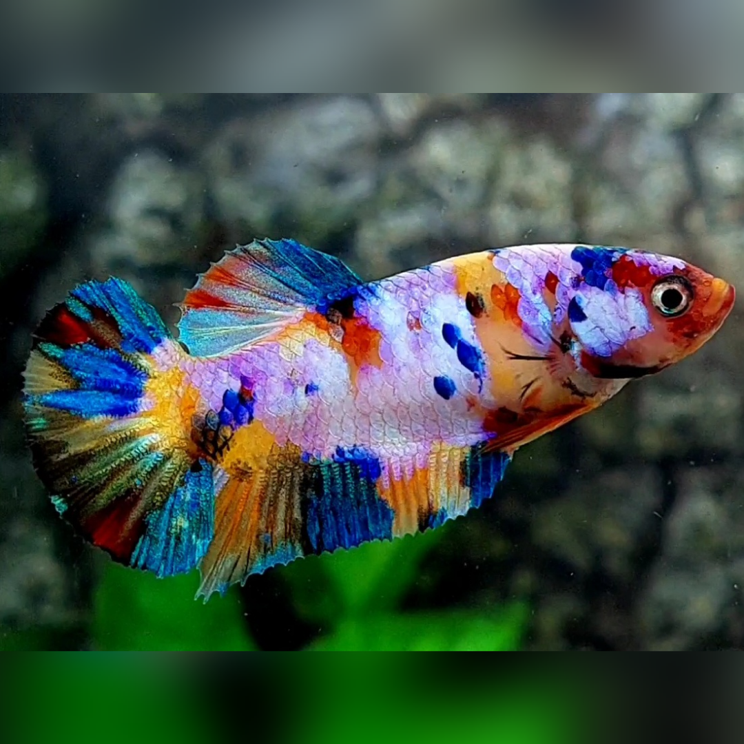 Multicolor Yellowbase Candy Galaxy HMPK Female For Sorority / Breed