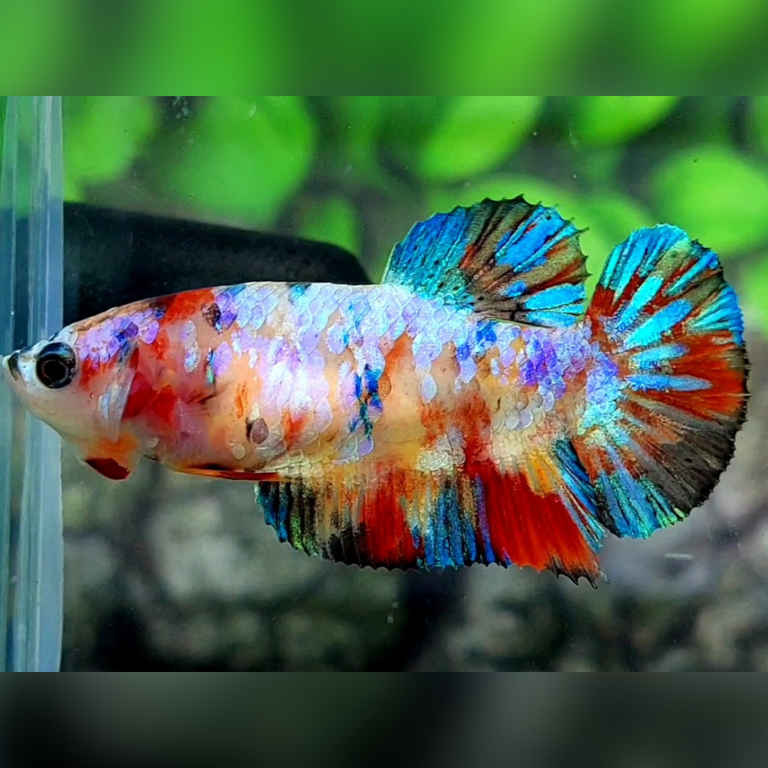 Multicolor Galaxy HMPK Betta Fish Female For Sorority / Breed