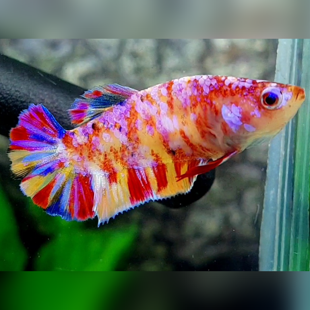Multicolor Yellowbase Candy Galaxy HMPK Betta Fish Female For Sorority / Breed