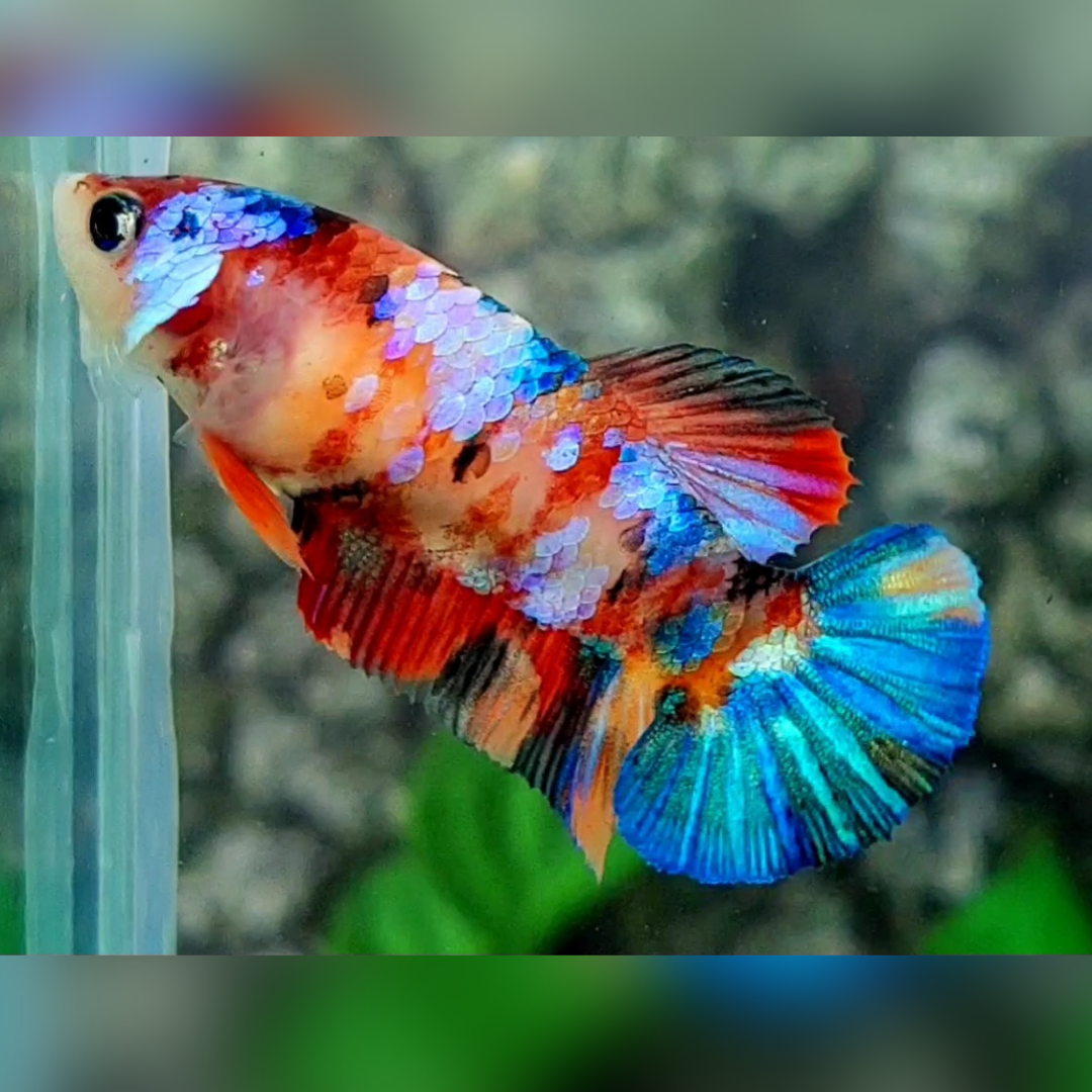 Multicolor Galaxy HMPK Betta Fish Female For Sorority / Breed