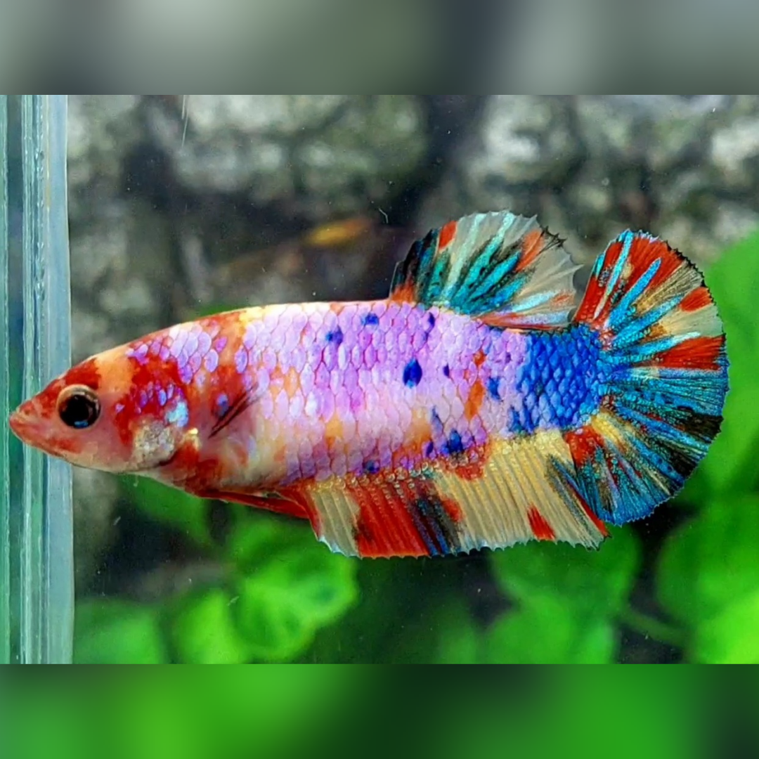 Multicolor Yellowbase Candy Galaxy HMPK Female For Sorority / Breed