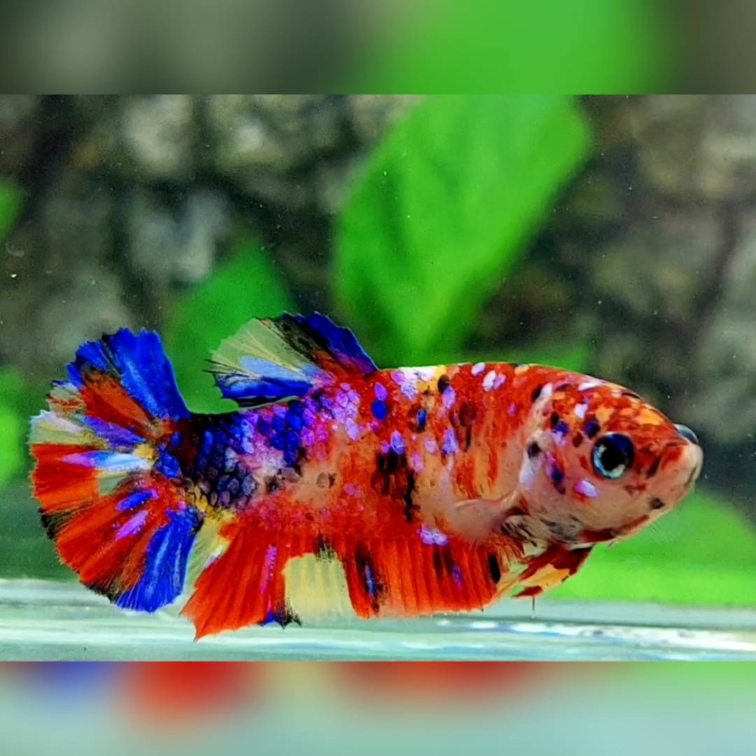 Multicolor Candy Galaxy HMPK Female For Sorority / Breed