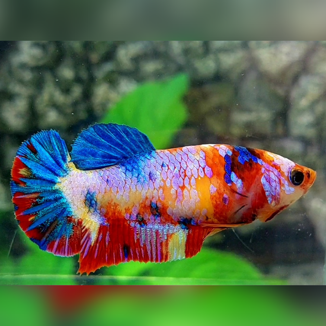 Multicolor Yellowbase Candy Galaxy HMPK Betta Fish Female For Sorority / Breed