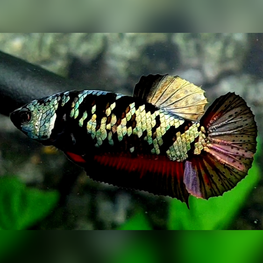 Avatar Copper Red Gold HMPK Female For Sorority / Breed