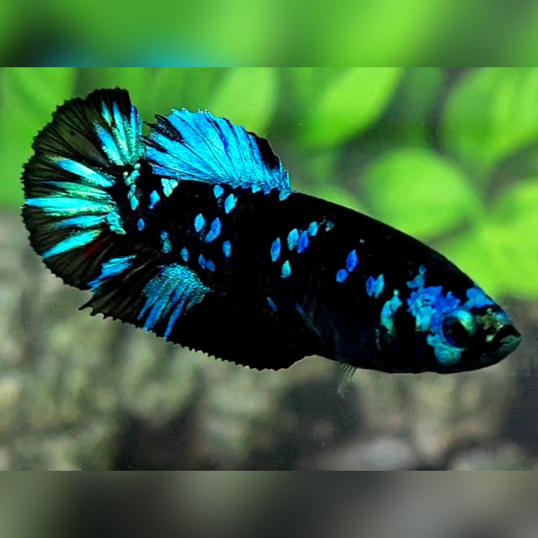Avatar Gordon Turquoise HMPK Betta Fish Female For Sorority / Breed