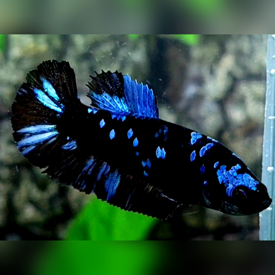 Avatar Gordon Grey HMPK Female For Sorority / Breed