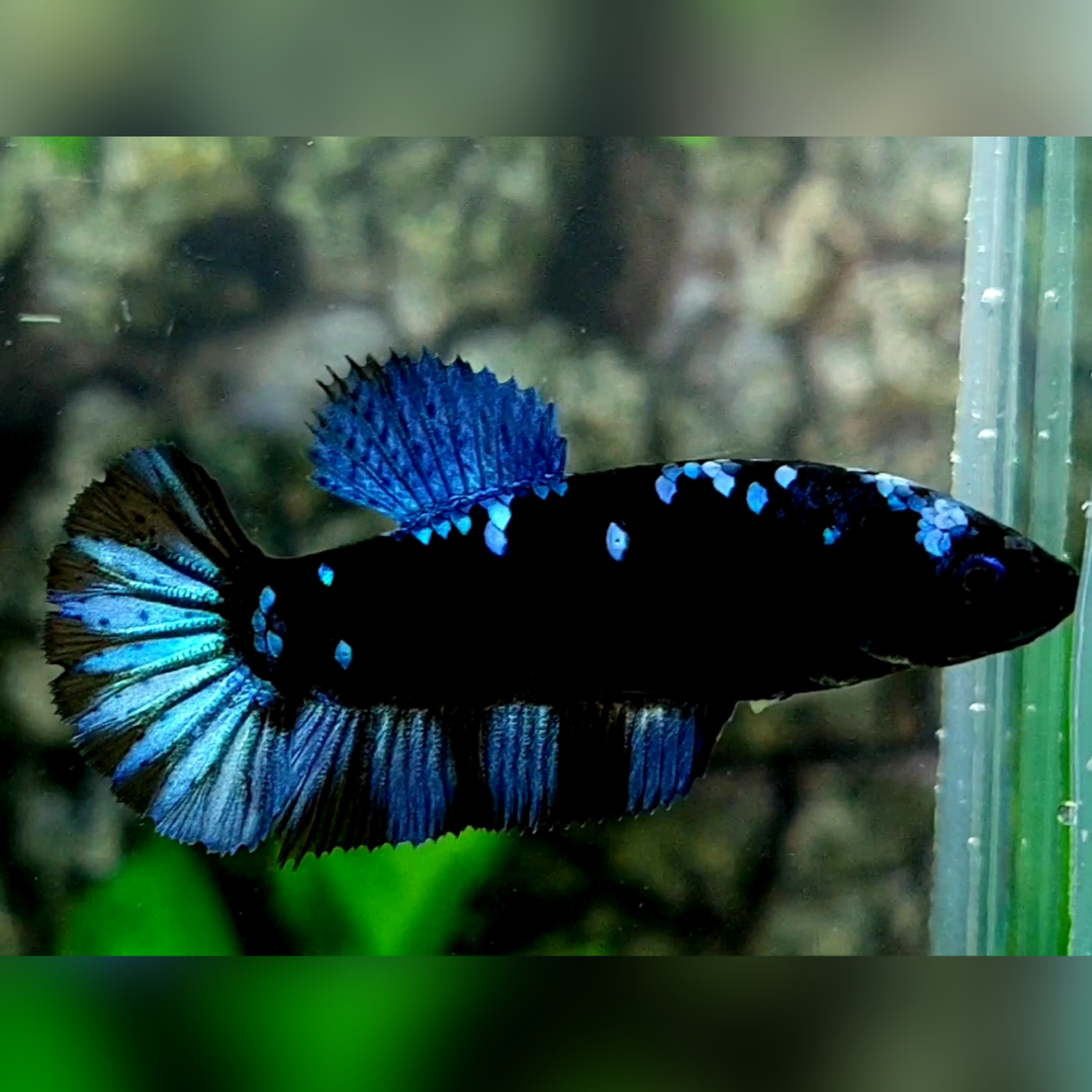Avatar Gordon Grey HMPK Betta Fish Female For Sorority / Breed