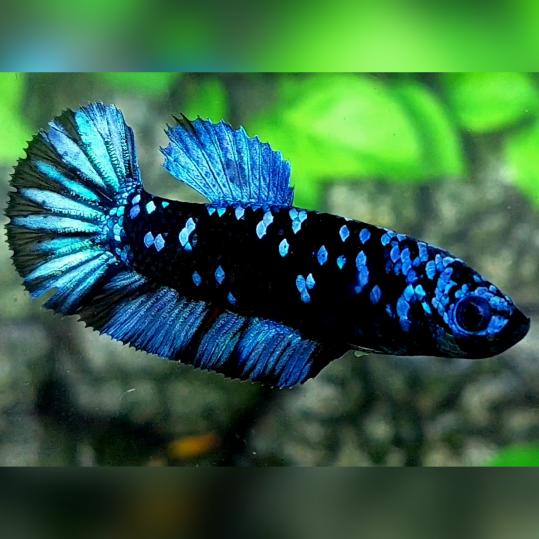 Avatar Gordon Grey HMPK Female For Sorority / Breed