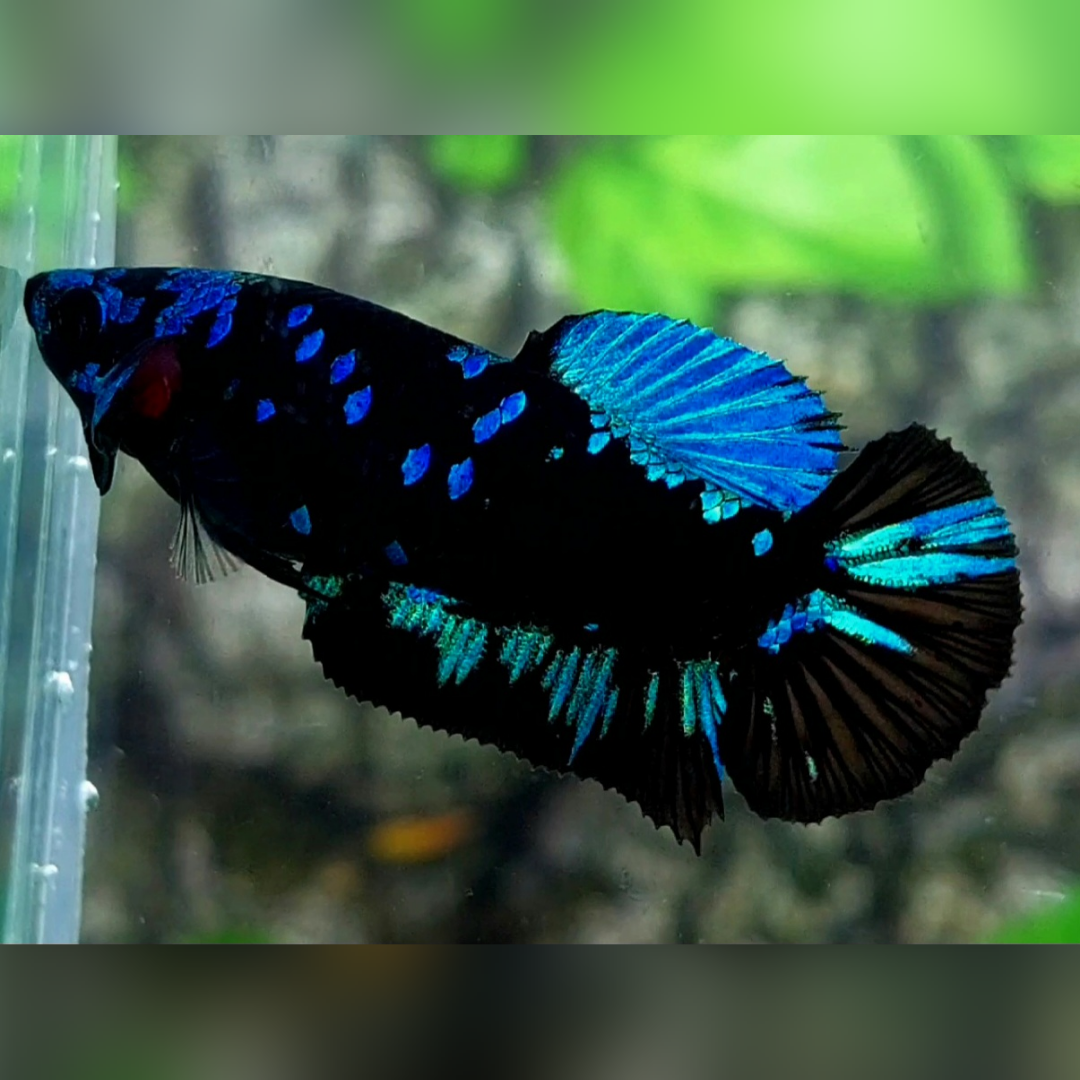 Avatar Gordon Turquoise HMPK Female For Sorority / Breed