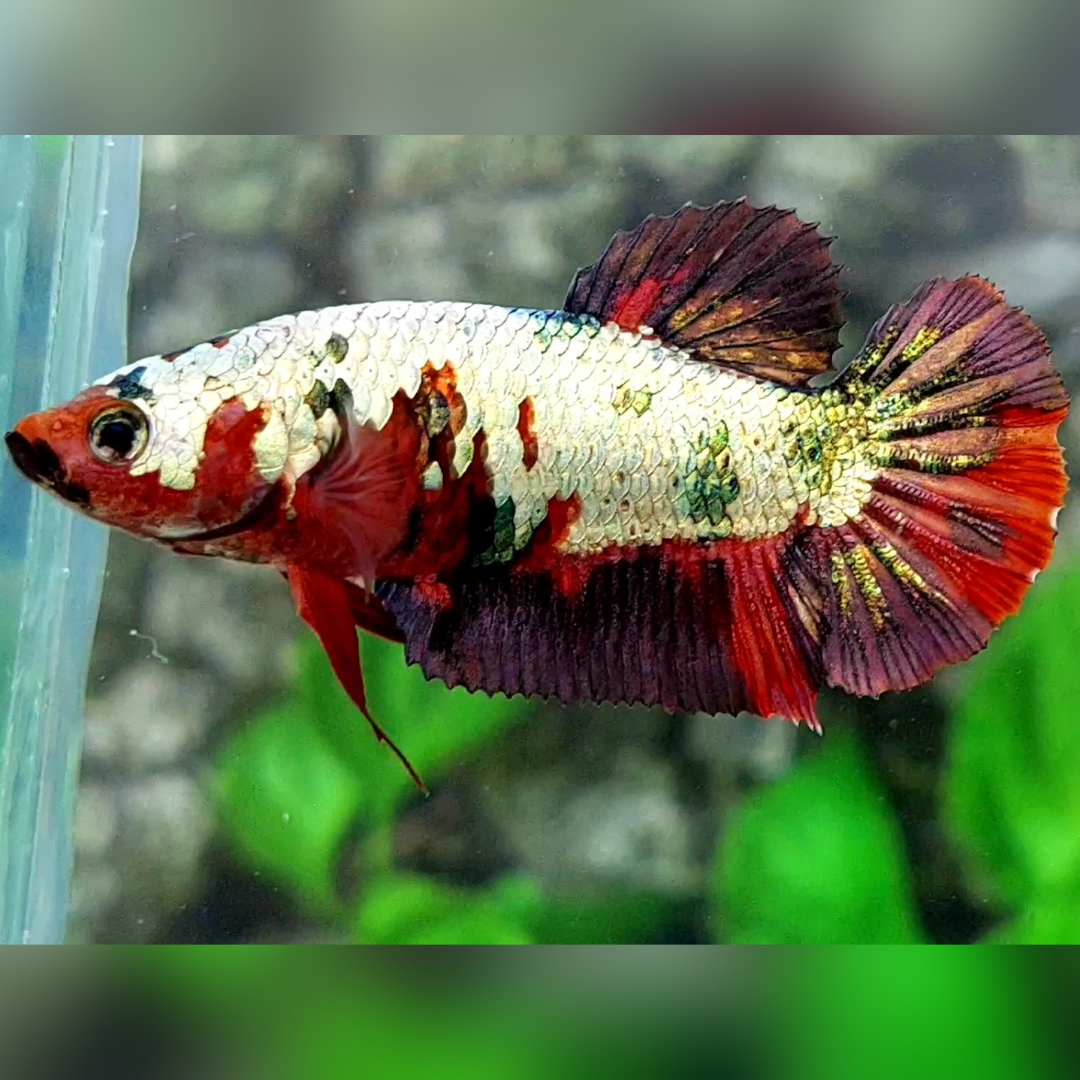 Red Koi Copper Purple HMPK Female For Sorority / Breed #RKC #cs