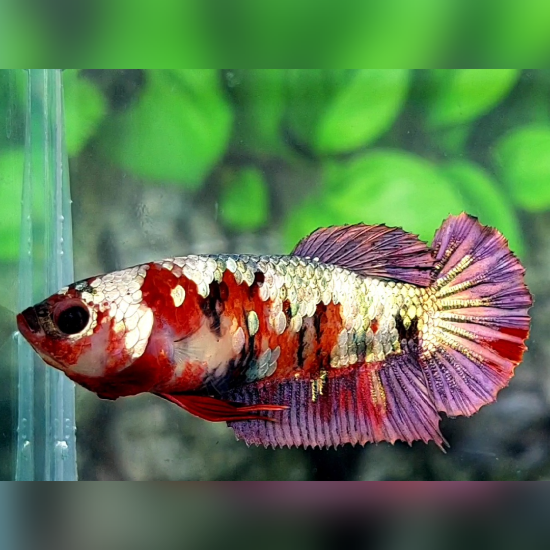 Red Koi Copper Purple HMPK Betta Fish Female For Sorority / Breed #RKC