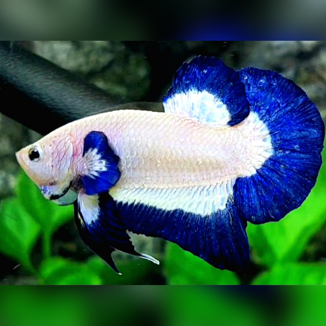 Blue Rim Butterfly Blue Ears HMPK Male