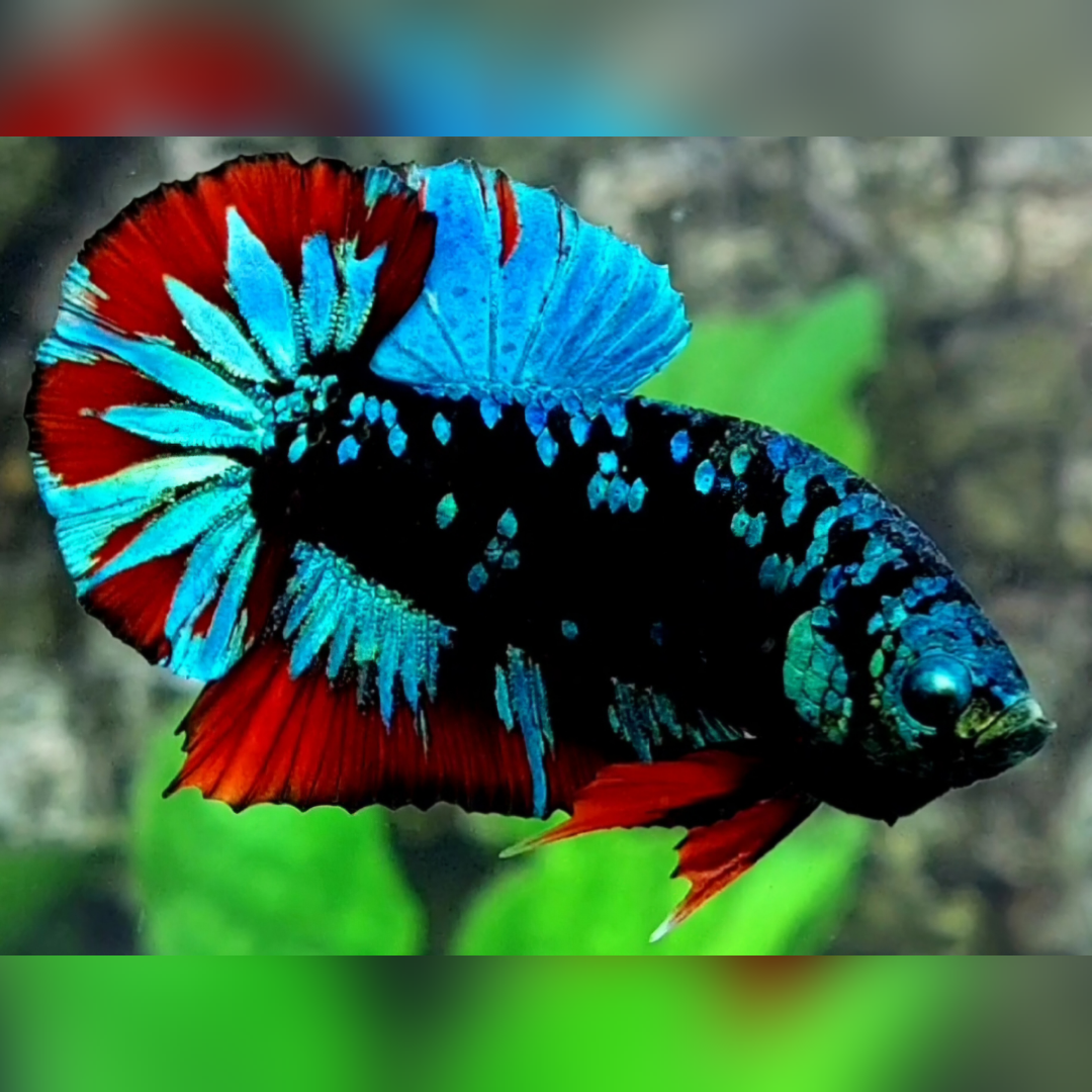 Avatar Gordon Turquoise Red HMPK Male