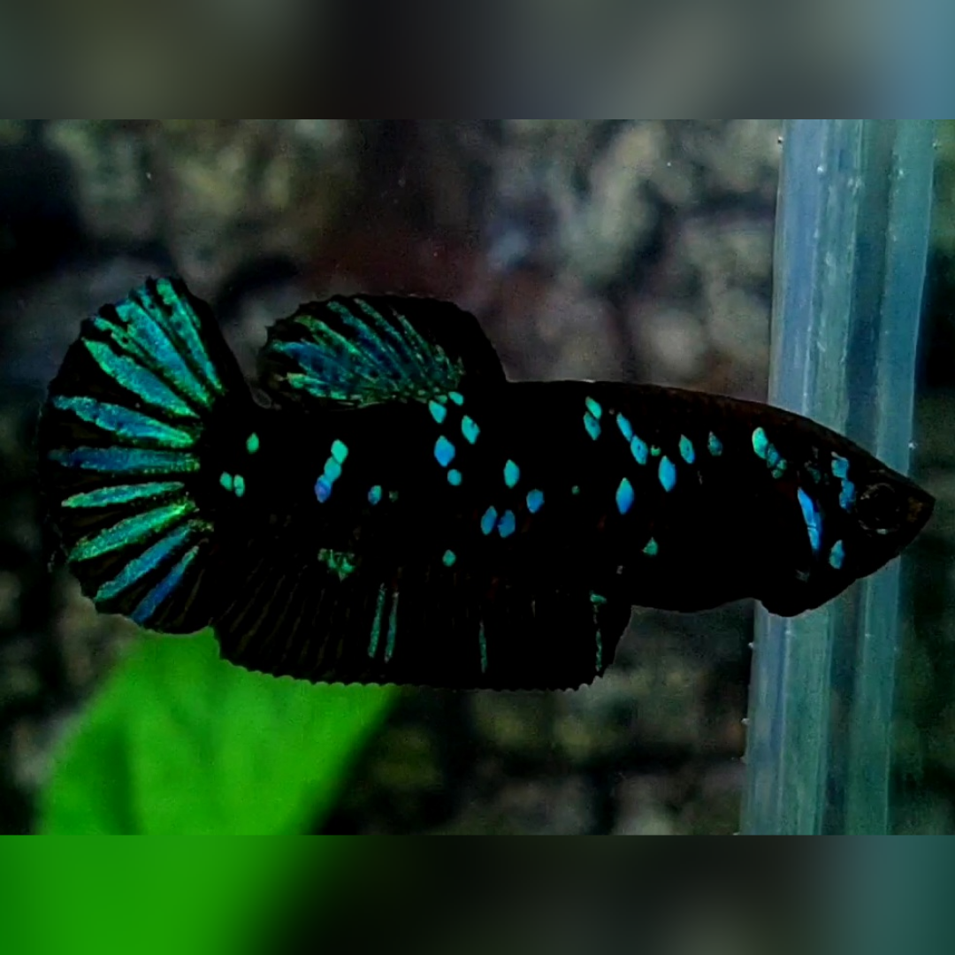 Avatar Gordon Blackstar Green HMPK Female For Sorority / Breed