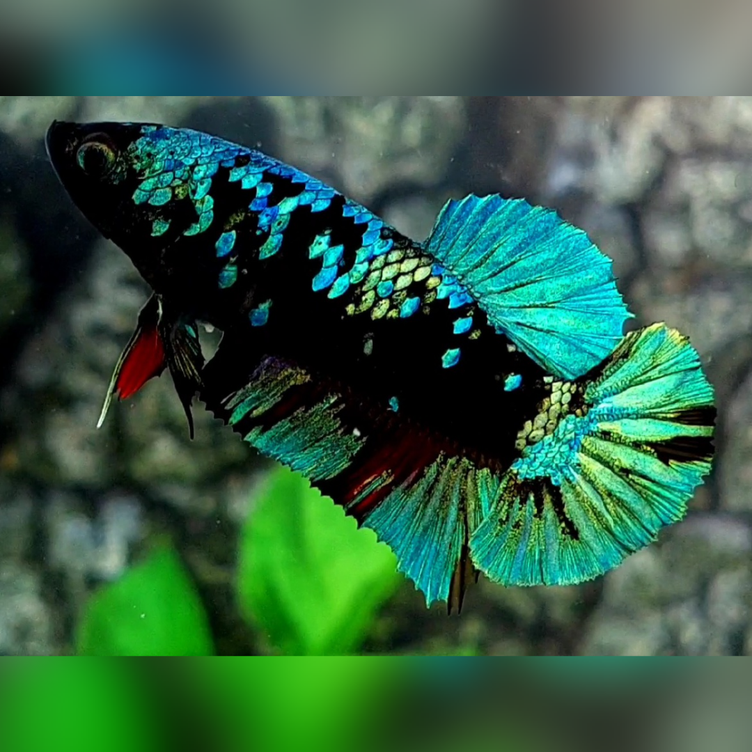Avatar Gordon Green Turquoise HMPK Betta Fish Female For Sorority / Breed