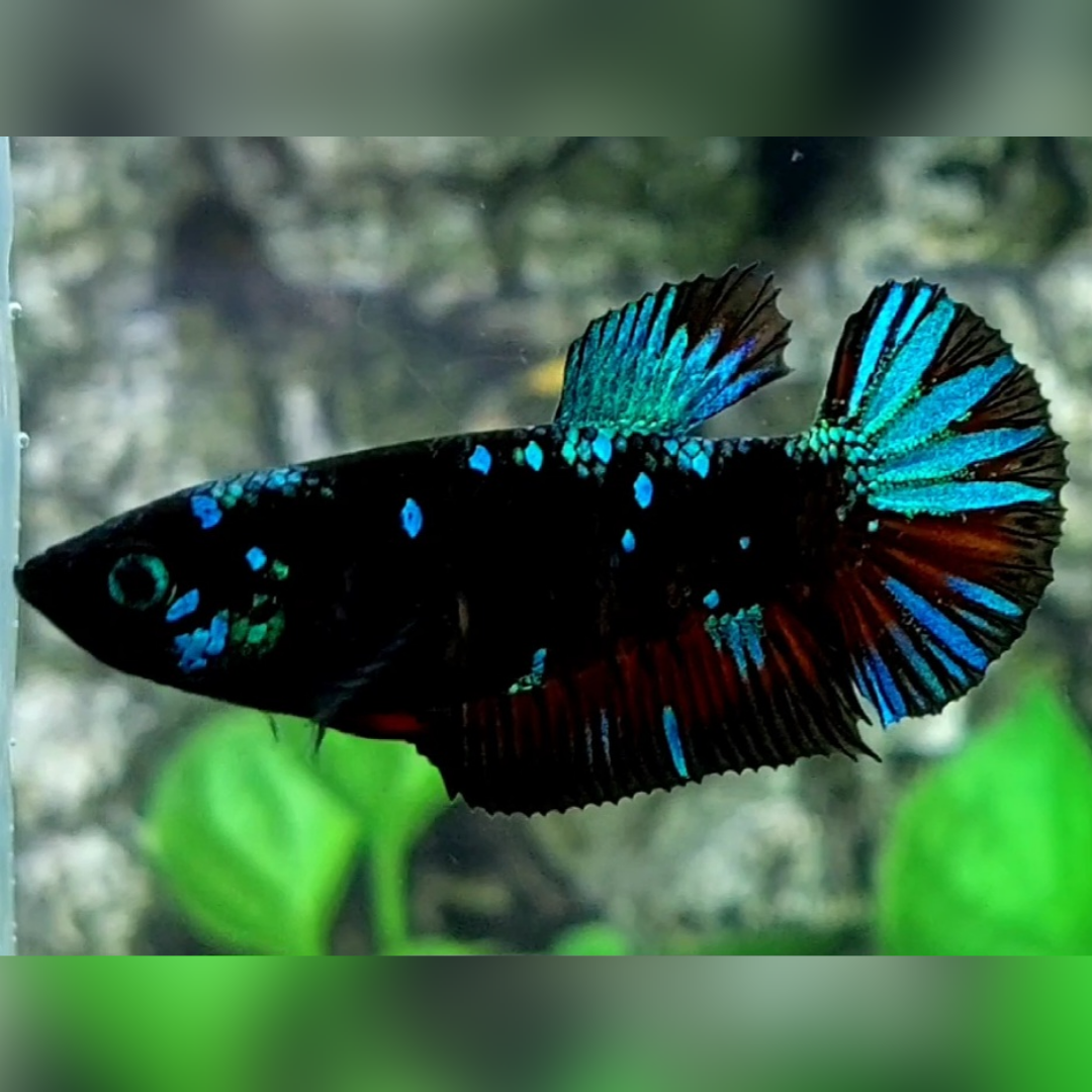 Avatar Gordon Turquoise Red HMPK Female For Sorority / Breed