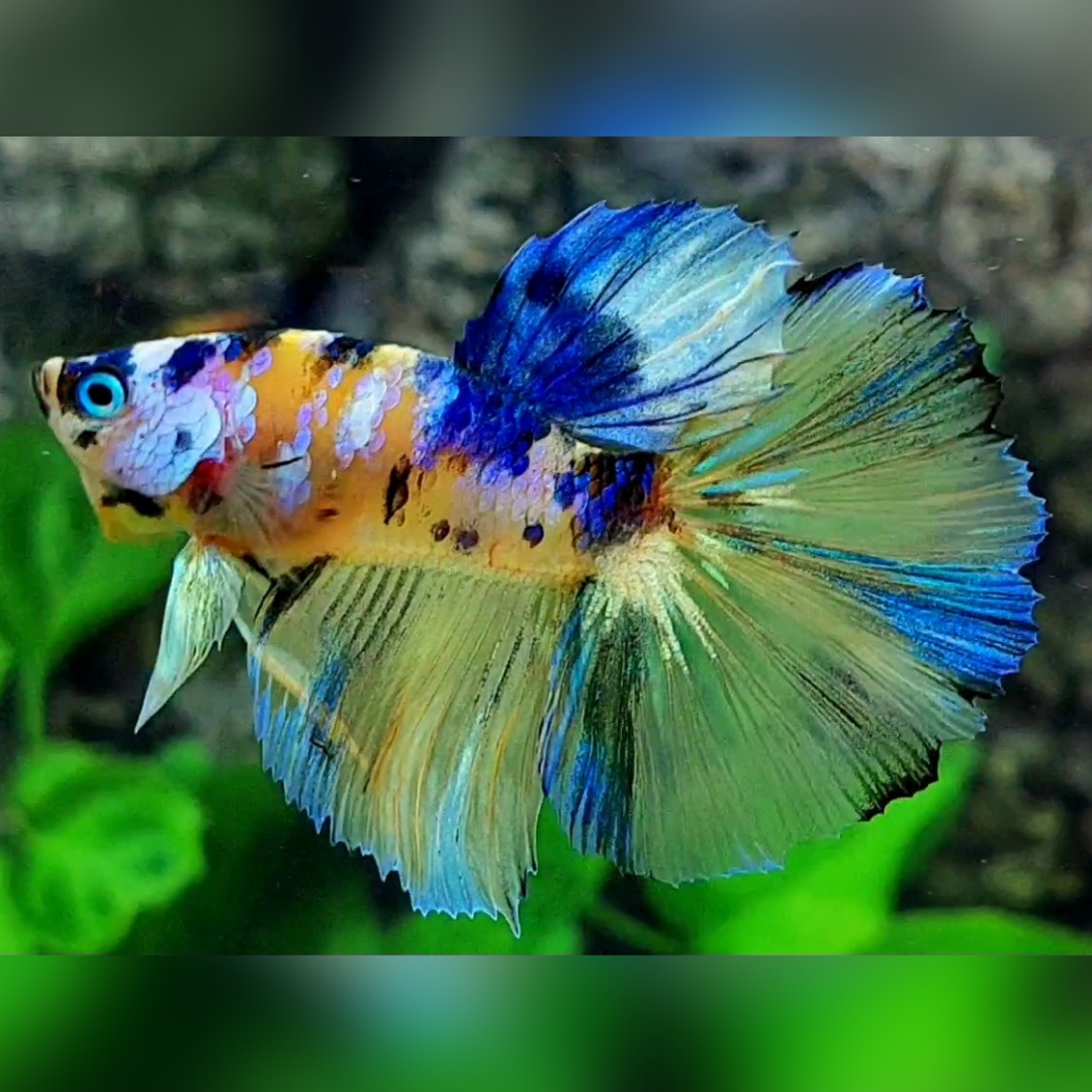 Yellow Blue Galaxy Junior Halfmoon Male