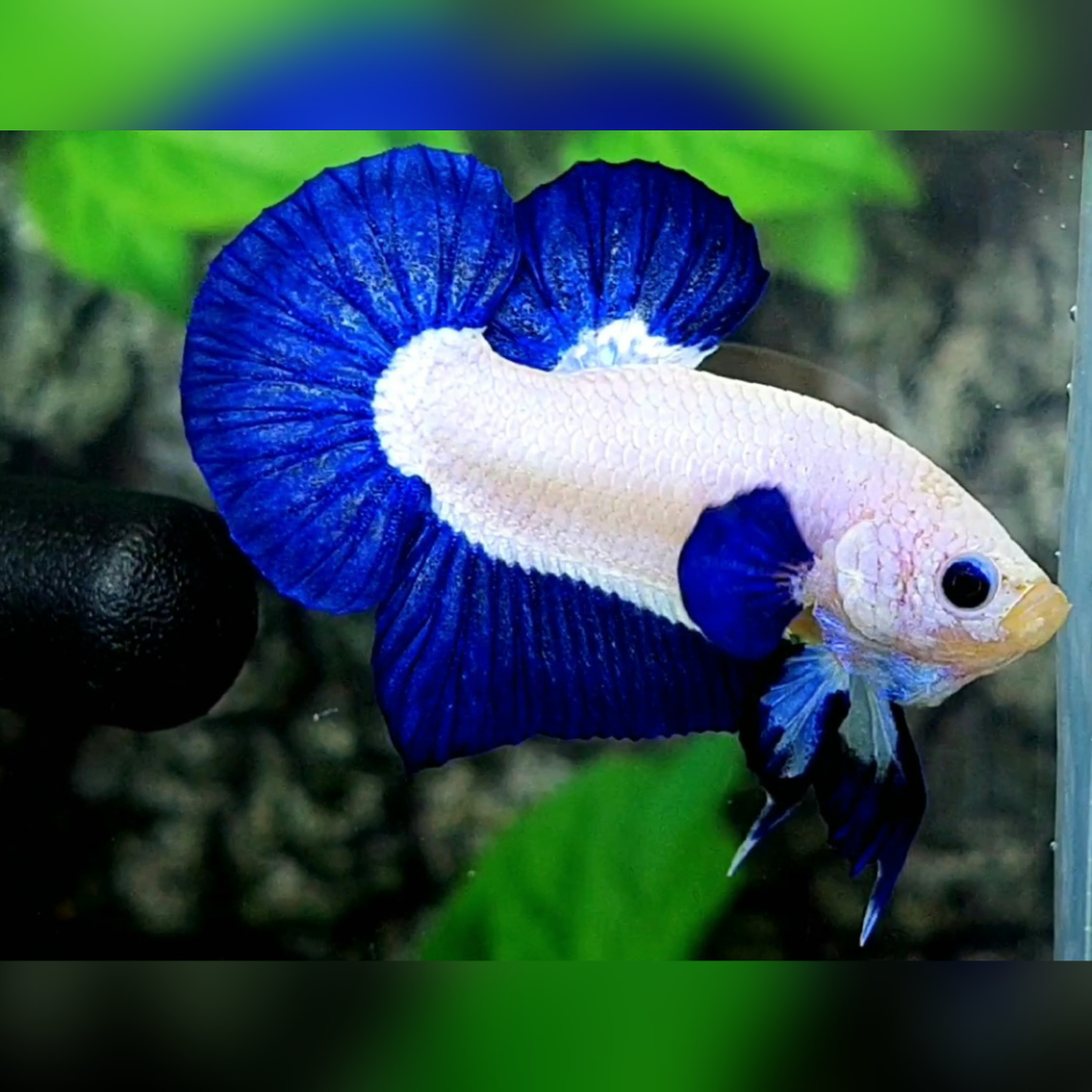 Blue Rim Bicolor Blue Ears HMPK Male