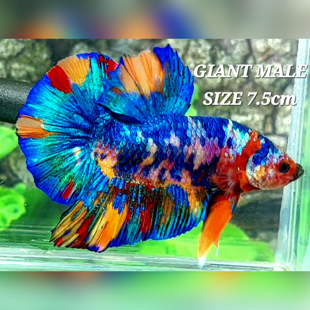 Multicolor JUMBO GIANT HMPK Male