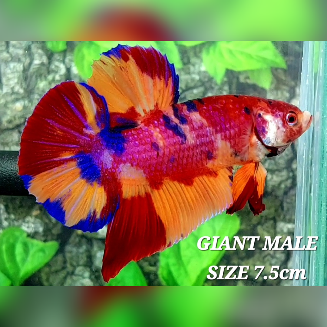 Multicolor Nemo Koi Candy JUMBO GIANT HMPK Male