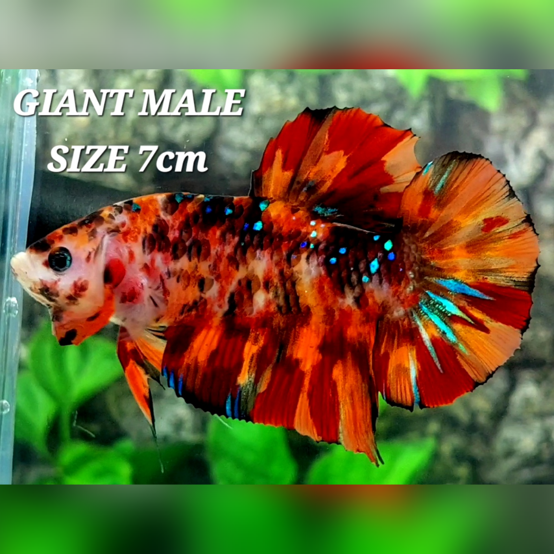 Leopard Tiger Galaxy JUMBO GIANT HMPK Betta Fish Male