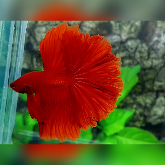 Solid Super Red Rosetail Halfmoon Male