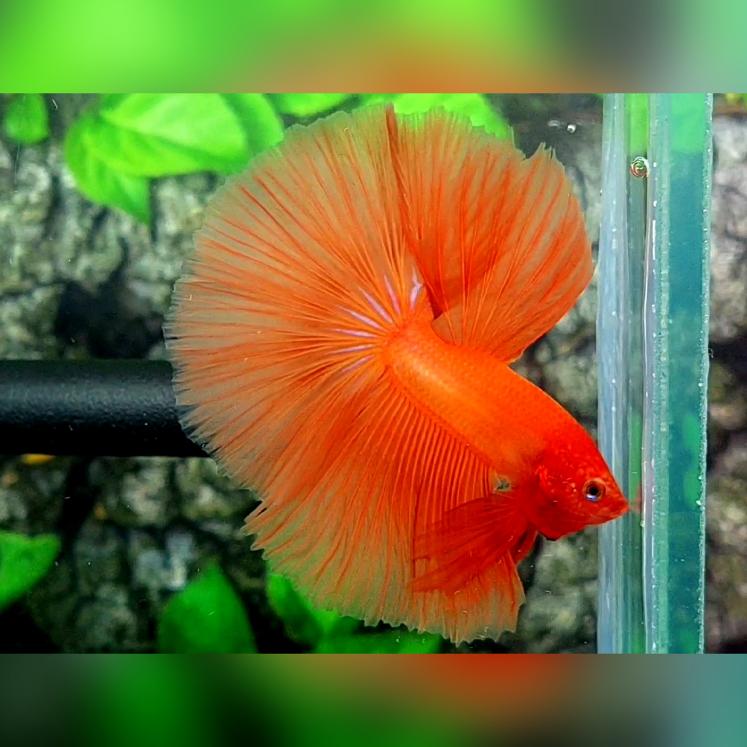Solid Orange Over Halfmoon Male #na