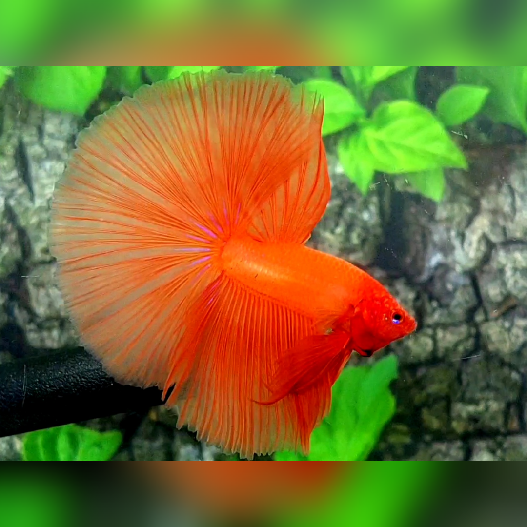 Solid Orange Over Halfmoon Male #na