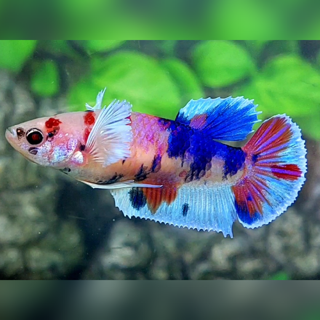 Dumbo Ears Multicolor Candy HMPK Female For Sorority / Breed