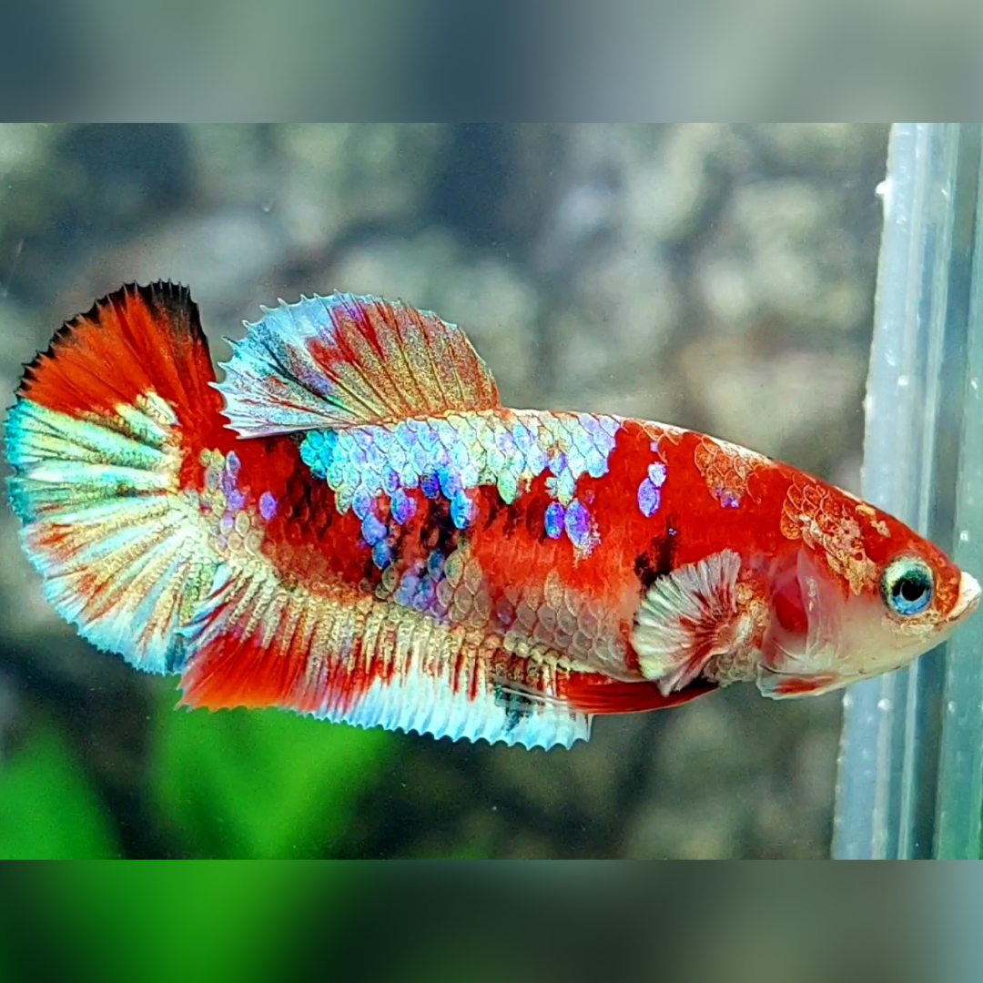 Red Barongsai Galaxy HMPK Betta Fish Female For Sorority / Breed