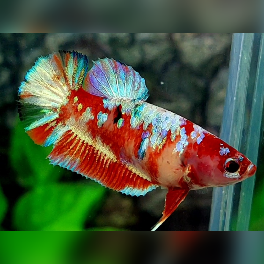 Red Barongsai Galaxy HMPK Betta Fish Female For Sorority / Breed