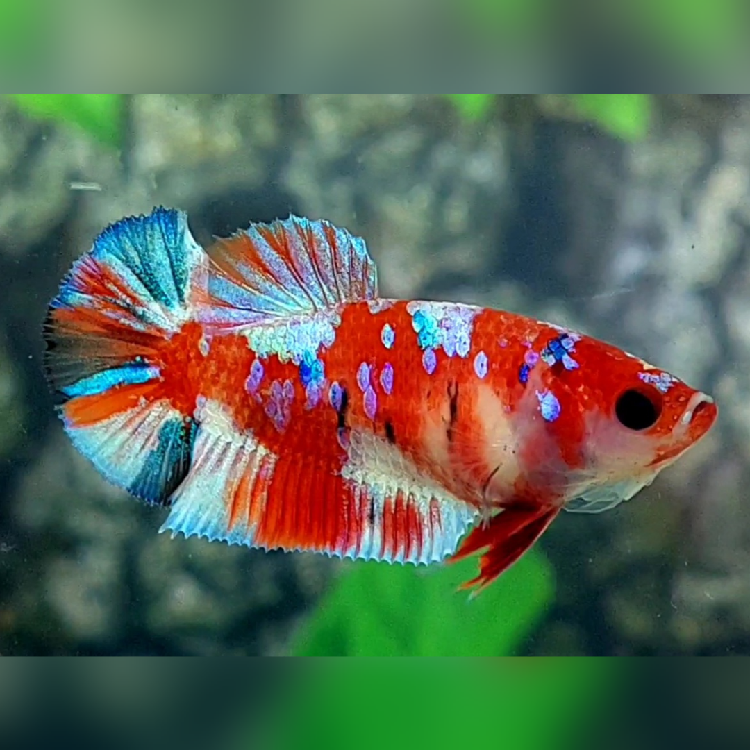 Red Barongsai Galaxy HMPK Betta Fish Female For Sorority / Breed