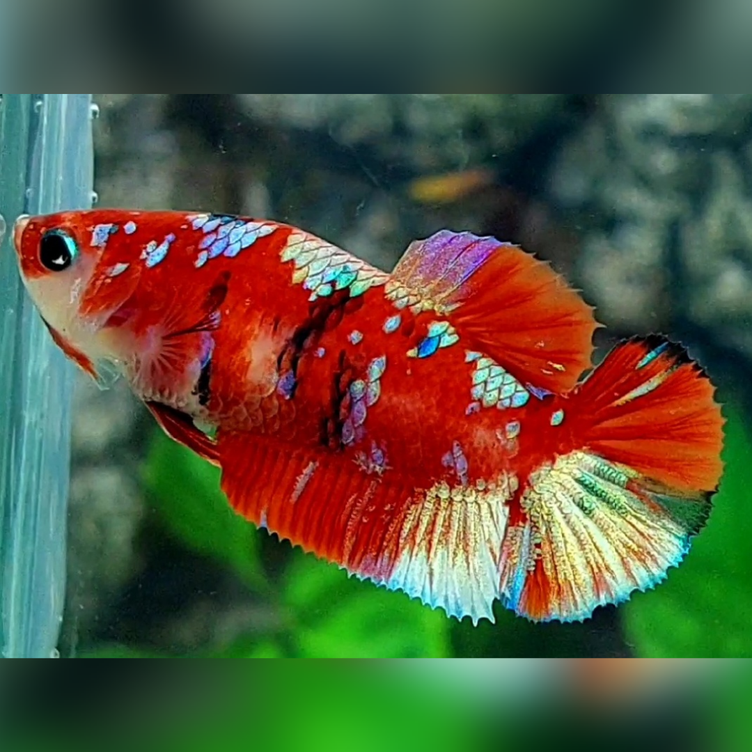Red Barongsai Galaxy HMPK Female For Sorority / Breed
